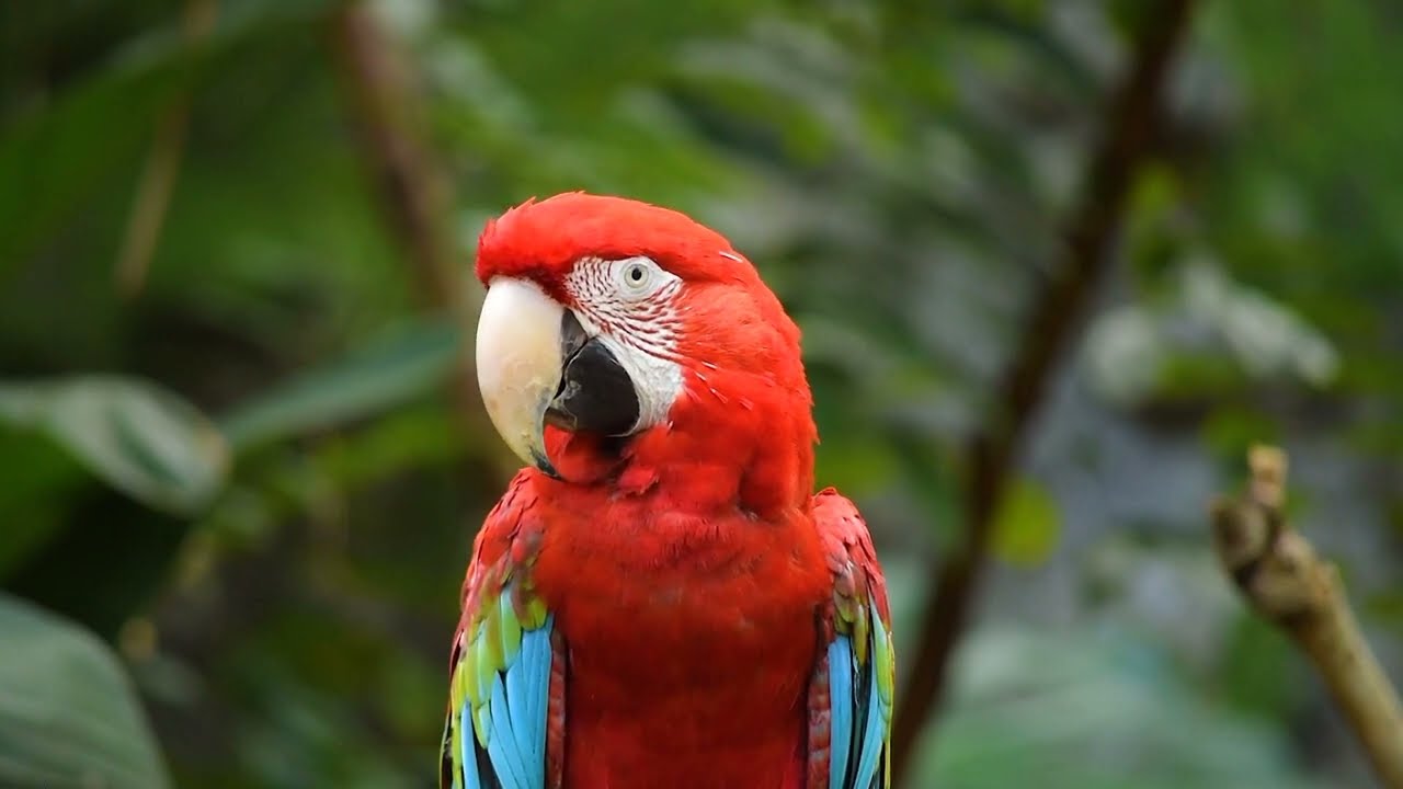 Spot the cutest animals on the planet:rabbits, pigs, monkeys, ducklings