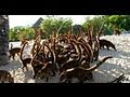 Coati Invasion