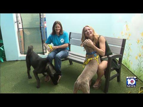 Fort Lauderdale animal rescue group seeks to find ‘furever’ homes for pets of all sizes