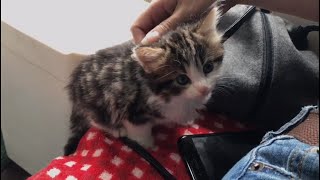 5weekold kittens playing at rescue shelter