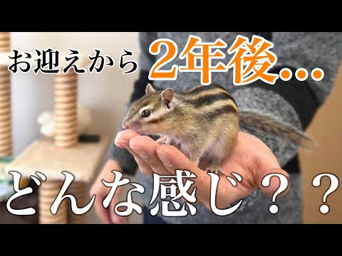 シマリスは懐かない？？お迎えしてから２年経過したリスがこちらです！！