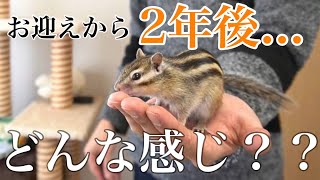 シマリスは懐かない？？お迎えしてから２年経過したリスがこちらです！！