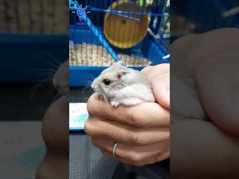 Vídeo: Os hamsters Angora são fofinhos dentro de casa