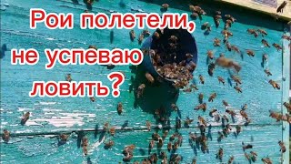 Рои полетели, не успеваю ловить? Интересное в конце видео!