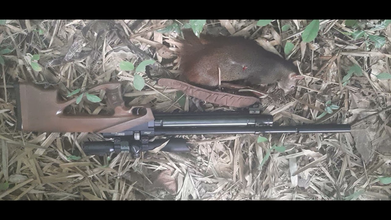 hunting today was good 👍one Agouti late in the hunt (3)