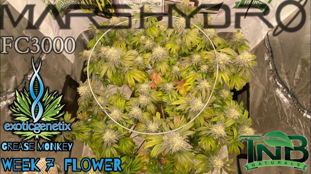 WK 7 flower Exotic Genetix Grease Monkey 1.0grown under a  @Mars Hydro  FC3000 with TNB Naturals