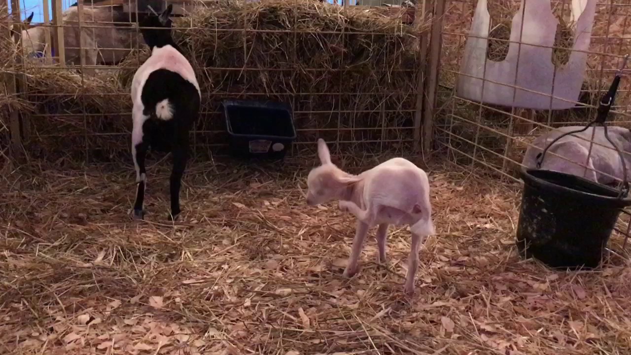 Baby Nigerian Dwarf goat trying to nurse YouTube