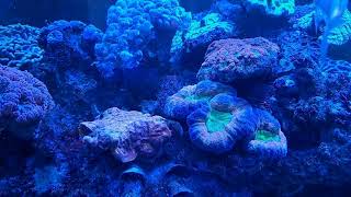 Saltwater Tropical Aquarium with Coral Reef