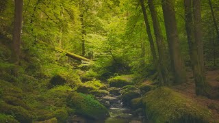 No AI - Pure Nature: 4K - Peaceful Forest Stream - Relaxing Nature Sounds - Forest Sounds
