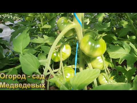 Fertilizing Tomatoes in June