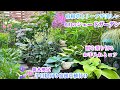 【半日陰*リーフ&宿根草の美しさ際立つ夏の庭】【高温多湿対策&コツ】【宿根草植付け】低木剪定/球根掘り上げ/ガーデニング