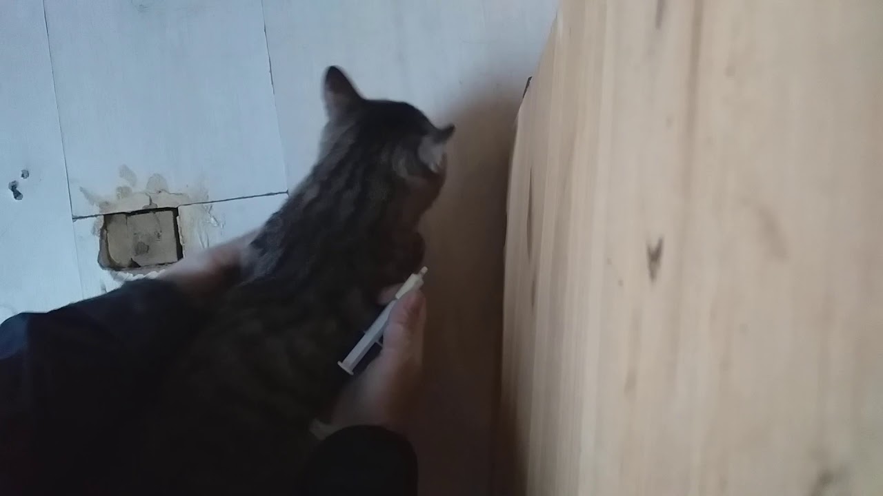 п/о пирантел коту.