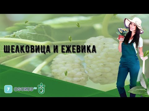 Шелковица и ежевика