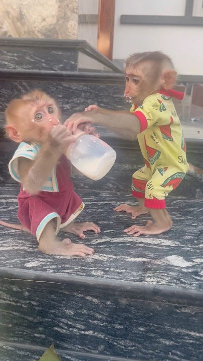 Hey, give baby monkey Susu some milk!😀 Susu so cute