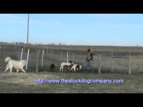 australian-kelpie-goat-herding-training