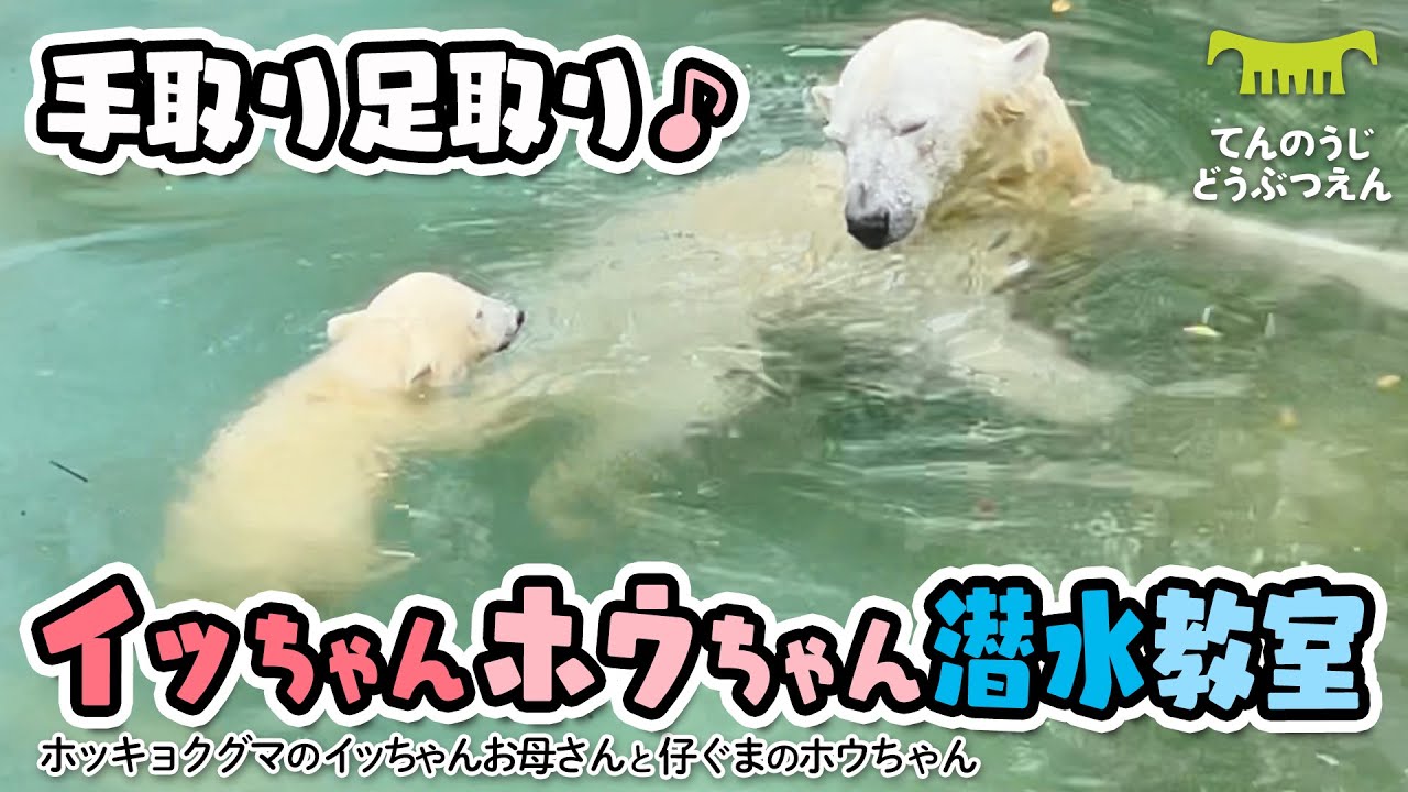 【天王寺動物園】手取り足取り愛情いっぱい♪イッちゃんホウちゃん潜水教室 [Tennouji Zoo]  Polar Bear Icchan and Houchan