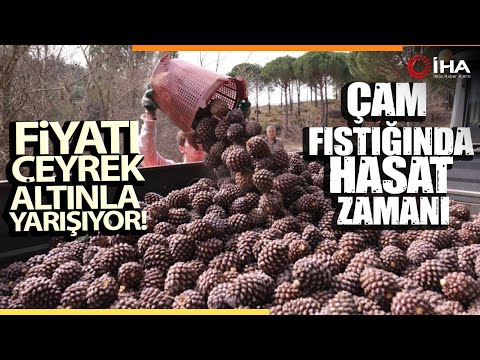 Türkiye’nin Çam Fıstığı Deposu Bergama'da Hasat Telaşı
