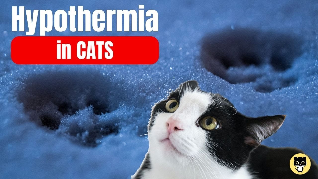 Hypothermia in CATs (DANGER) YouTube