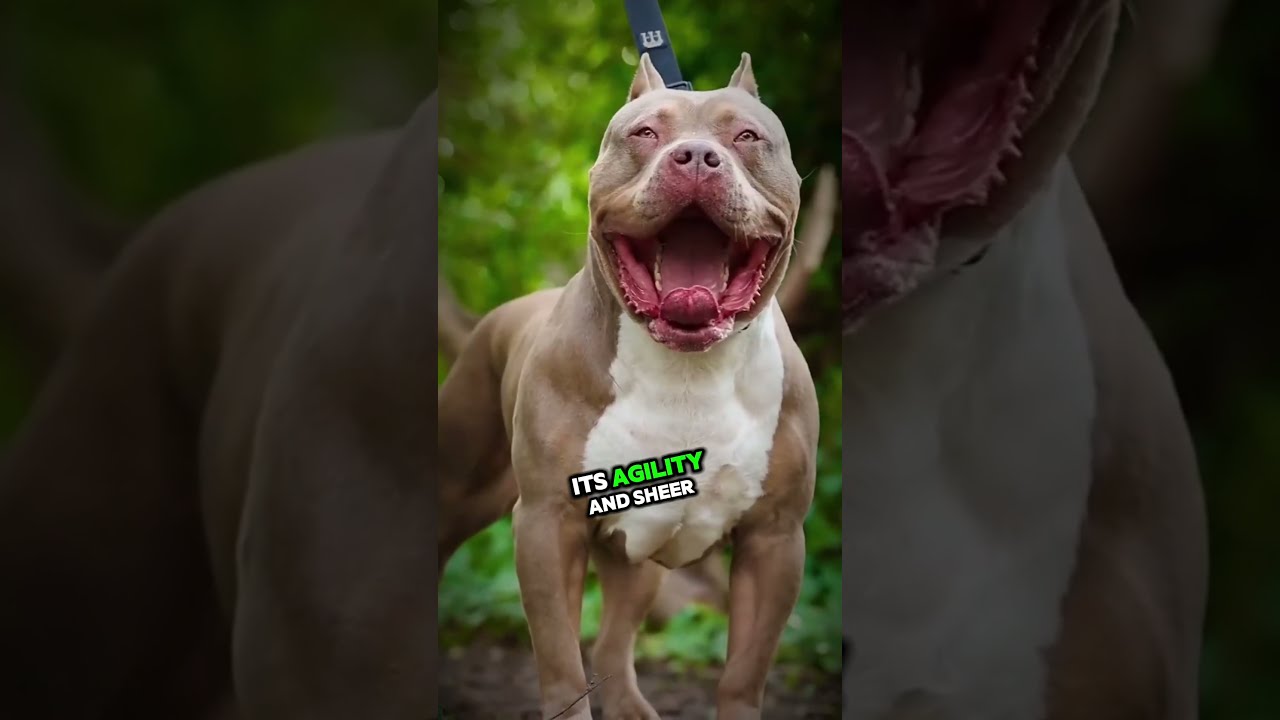 Rottweiler Vs Pitbull Which Dangerous Dog Will Win 