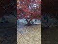 배추 수확하러 가다가. 멈춤