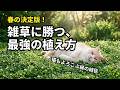 マリーも喜ぶ雑草に負けないクラピアの植え方