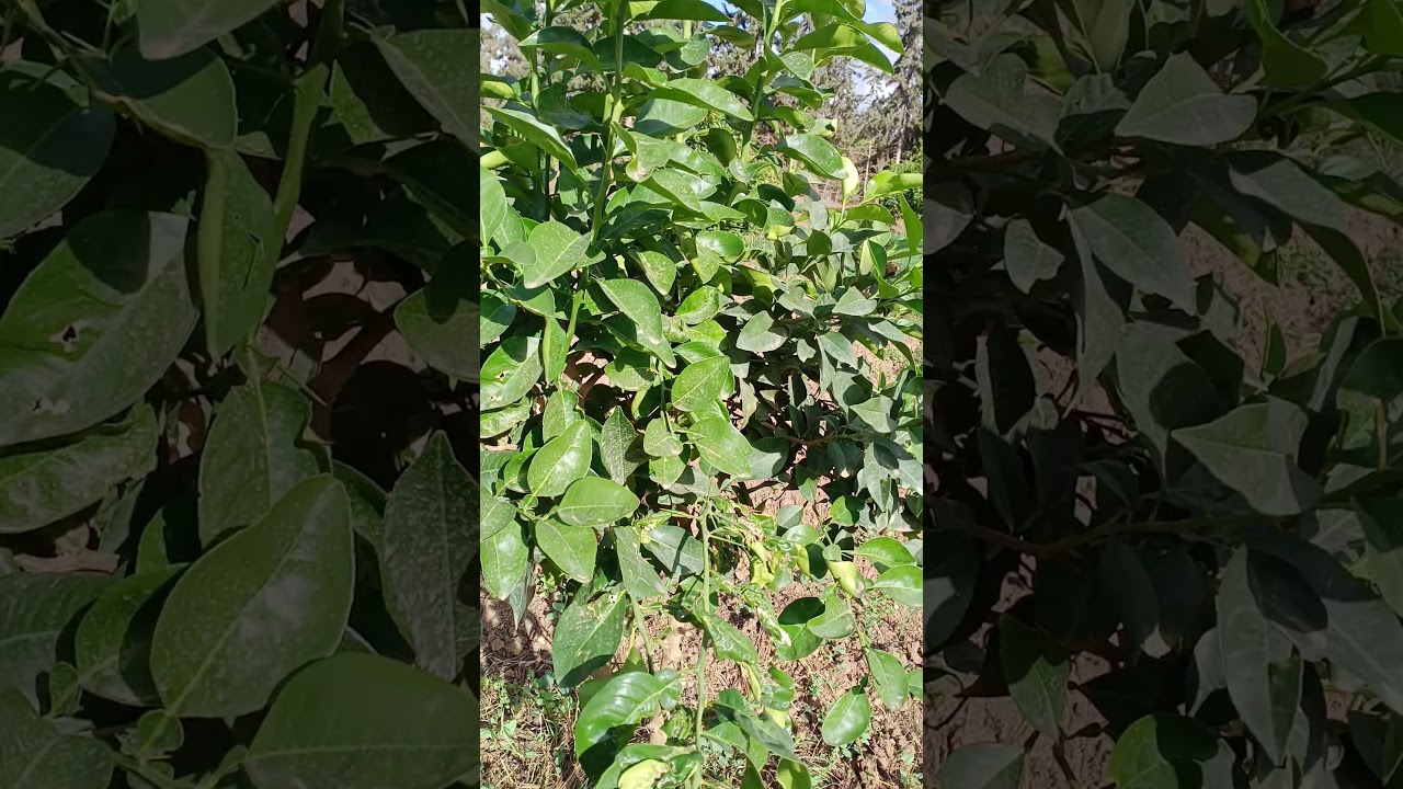 الفرق بين فولكا مريانا و بي ڨارادي