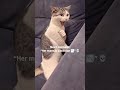 my Billu lost his mental stability 😂😂#catvideos #meawo #funnycatvideos #viealreels #meowgical #mycat