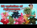 90 Varieties of Aglaonema plants with names.