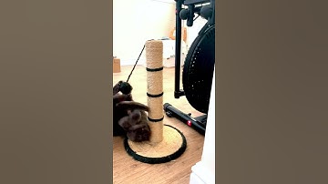 Cat Practices Pole Dancing On The Scratch Pad