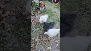 I-hop mama silkie hen with her baby chick's. #chicken ##silkiechicken #freerangechickens #backyard