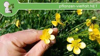 Kriechender Hahnenfu - Ganze Pflanze - 25.04.18 (Ranunculus repens) -  giftige Wildpflanzen