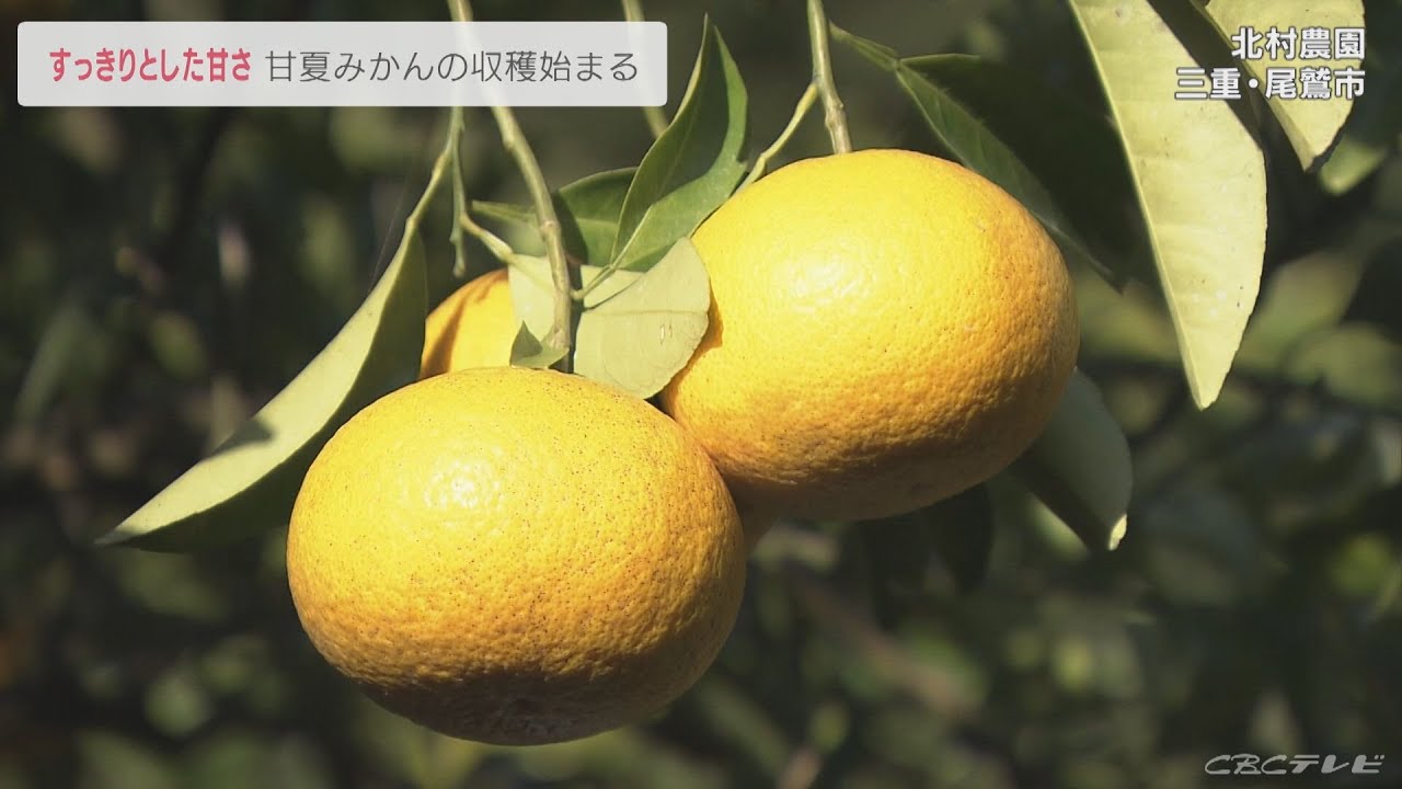すっきりした甘さが特徴 甘夏みかんの収穫が始まる 三重・尾鷲市の農園 - YouTube