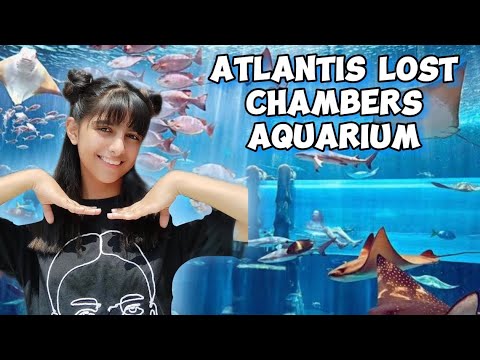 The lost chambers aquarium | Atlantis | Dubai | aquarium | fish