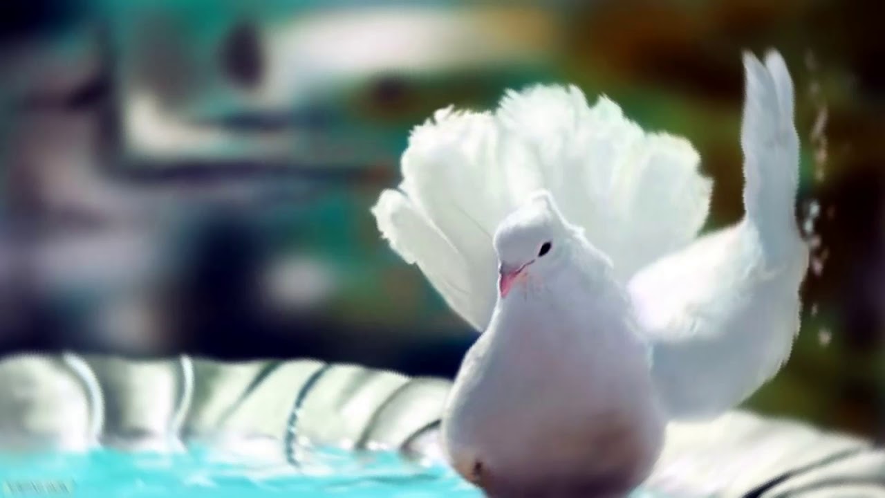 Masakali (8D Music) - Delhi 6 | Abhishek Bachchan, Sonam Kapoor | A.R. Rahman | Mohit Chauhan