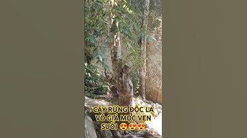 CÂY RỪNG ĐỘC LẠ VÔ GIÁ MỌC VEN SUỐI.