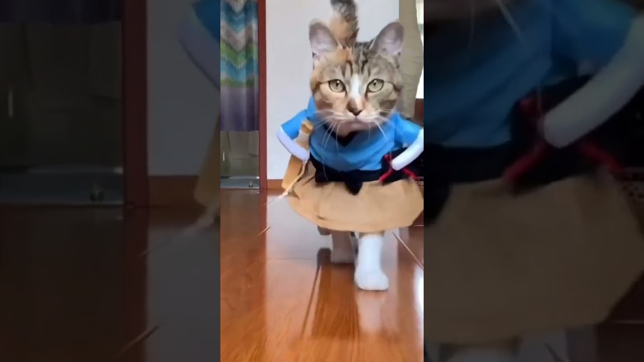 Claw-some Capers: Funny Cat Moments Galore