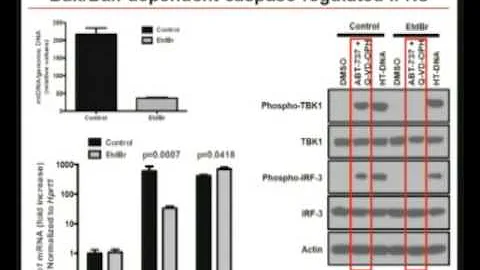 Innate Immunotherapy Responses in Mouse and Humanized Mouse Models