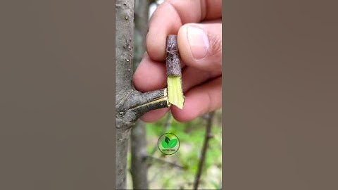 Easy grafting techniques for apple tree graft best video 3D #satisfying #amazing #tree #fruit