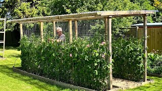 Sweet Pea Tendrils