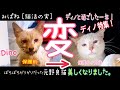 みぱねディノ特集!(変)ぼろぼろガリガリだった元野良猫ディノ特集!・プレゼントクイズ・ディノと過ごした一年・ノミだらけだった仔猫たち順調に育つ・里親さん大募集!