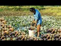 Fishing season - come When the water recedes lake with beautiful flowers - A lot of Snails and Crabs