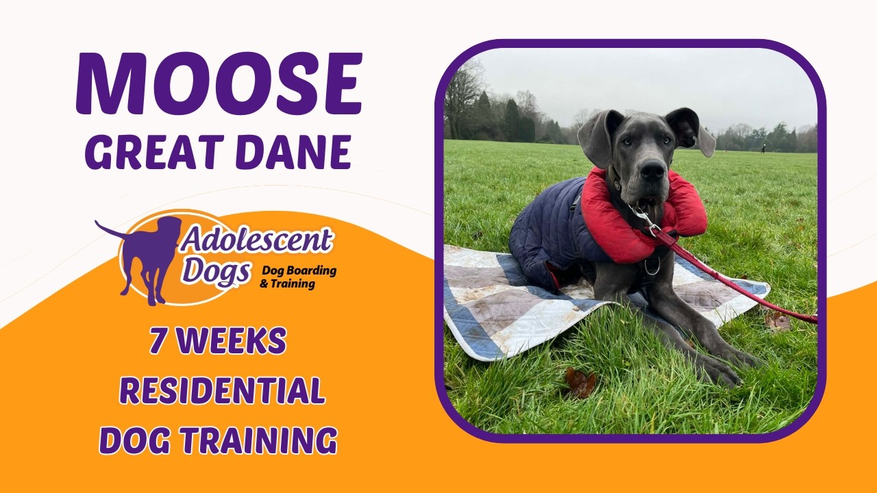 Moose the Great Dane Puppy | 7 Weeks Residential Dog Training