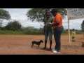 World Animal Protection end of year film -  India