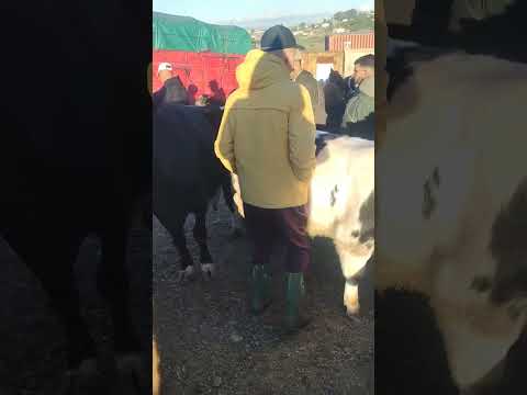 من سبت الزينات السوق الأسبوعي جماعة الزينات ضواحي طنجة اللهم بارك الزرع اكسبلور الداخله 