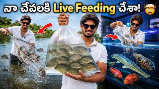 🎣 Catching LIVE Fish & Feeding All My Monster Fish! 🤯 | Snakehead 🐉, Alligator Gar 🐊, Catfish ☠️