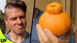 Dekopon Mandarin Orange Taste Test Unusual Foods