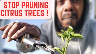 STOP PRUNING CITRUS TREES‼️ | HERE'S WHY | 1 ACRE FOOD FOREST