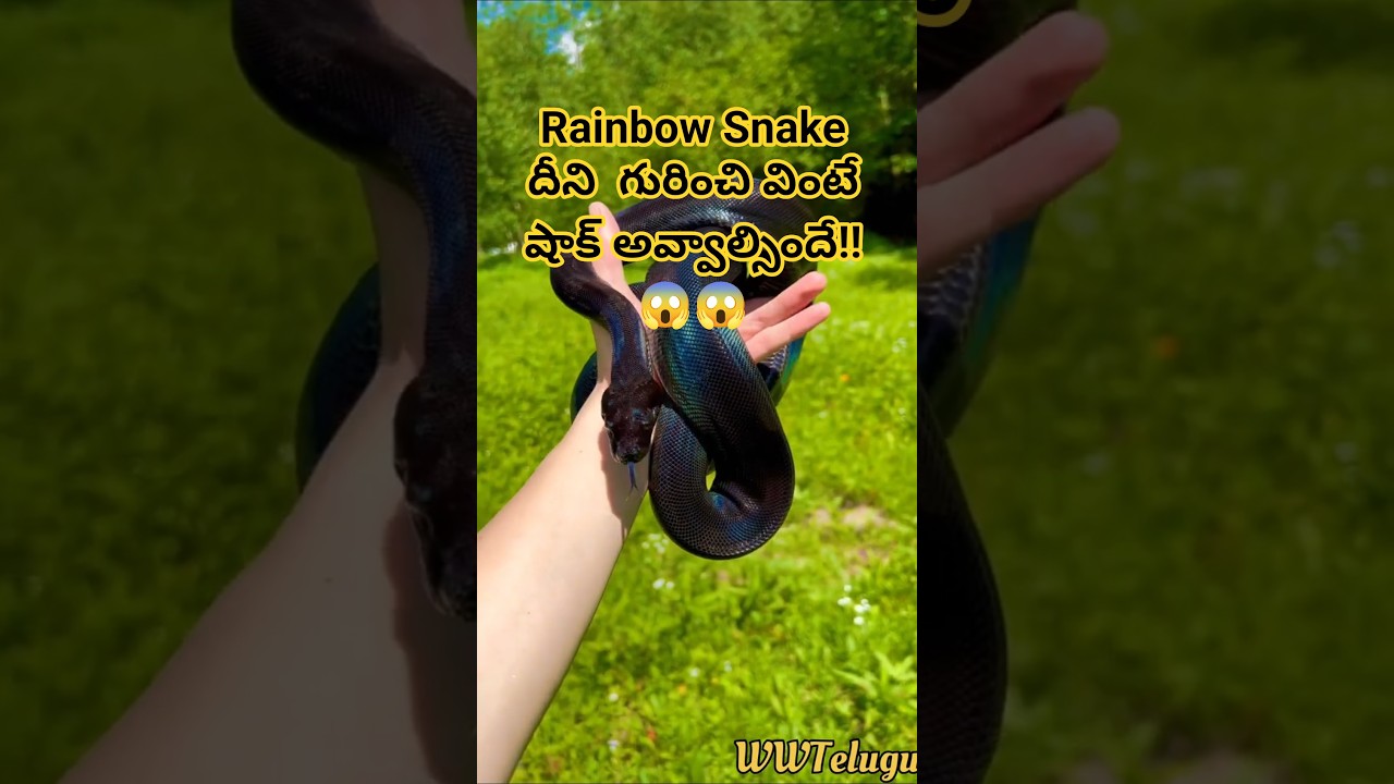 Rainbow Snake in united states 