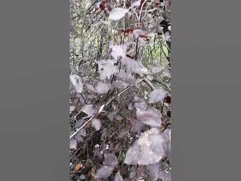 Майже чорне листя на дереві. #чорне #листя #дерево - YouTube