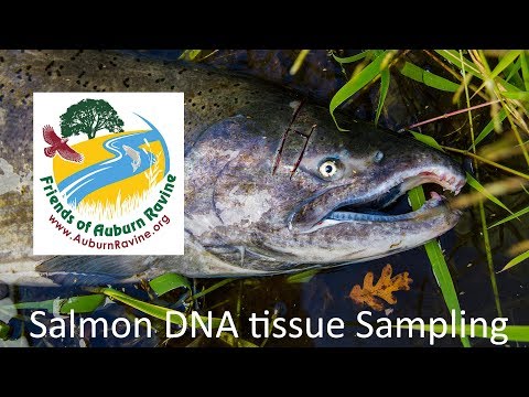 Salmon Tissue Sample Tutorial